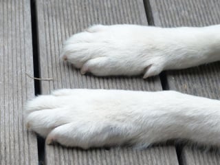 Illustration de l'article : 9 raisons qui expliquent pourquoi votre chien se lèche les pattes