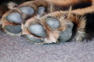Illustration de l'article : 9 raisons qui expliquent pourquoi votre chien se lèche les pattes
