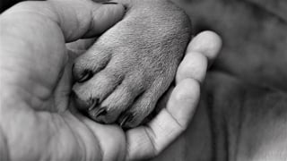 Illustration de l'article : 9 raisons qui expliquent pourquoi votre chien se lèche les pattes