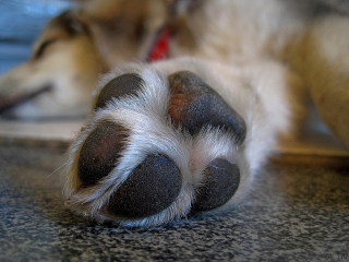 Illustration de l'article : 9 raisons qui expliquent pourquoi votre chien se lèche les pattes