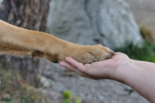 Illustration of the article: 9 reasons why your dog licks his paws