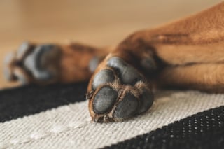 Illustration de l'article : 9 raisons qui expliquent pourquoi votre chien se lèche les pattes