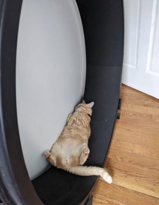 Illustration de l'article : 13 photos de chats et de chiens qui vous feront mourir de rire !