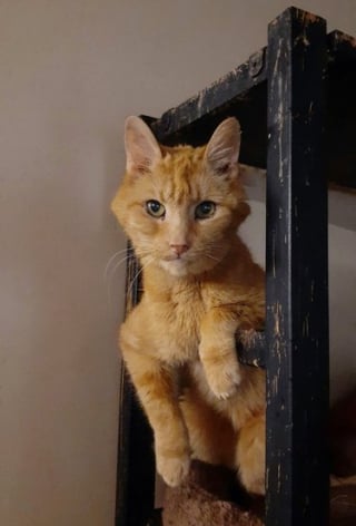 Illustration de l'article : 13 photos de chats et de chiens qui vous feront mourir de rire !