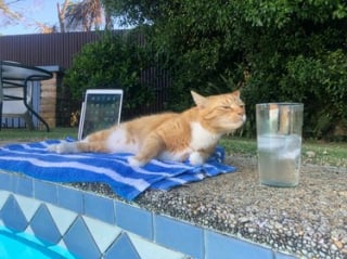 Illustration de l'article : 13 photos de chats et de chiens qui vous feront mourir de rire !