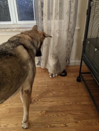 Illustration de l'article : 13 photos de chats et de chiens qui vous feront mourir de rire !