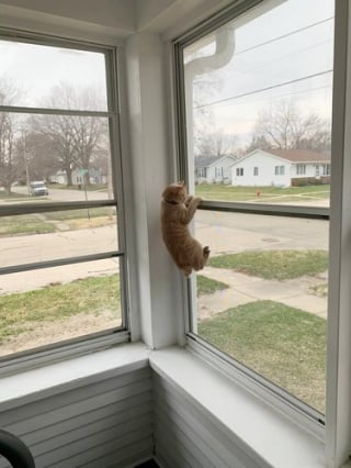Illustration de l'article : 13 photos de chats et de chiens qui vous feront mourir de rire !
