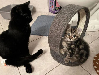 Illustration de l'article : Max, le chaton polydactyle sauvé par sa maîtresse devient le meilleur ami de son chat handicapé (vidéo)