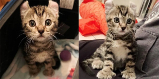 Illustration de l'article : Max, le chaton polydactyle sauvé par sa maîtresse devient le meilleur ami de son chat handicapé (vidéo)