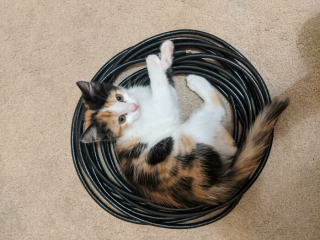 Illustration de l'article : 20 photos de chats qui adorent se cacher dans des endroits bizarres