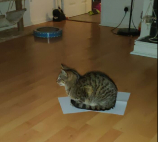 Illustration de l'article : 20 photos de chats qui adorent se cacher dans des endroits bizarres