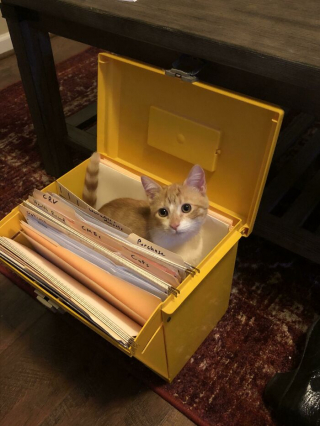 Illustration de l'article : 20 photos de chats qui adorent se cacher dans des endroits bizarres