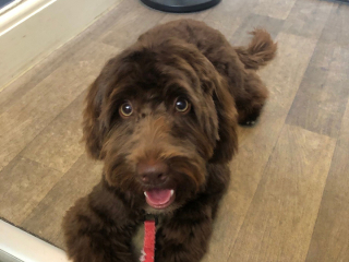 Illustration de l'article : Son chiot Cockapoo mange une jonquille et tombe gravement malade ! La maîtresse appelle les propriétaires de chien à la vigilance