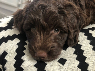 Illustration de l'article : Son chiot Cockapoo mange une jonquille et tombe gravement malade ! La maîtresse appelle les propriétaires de chien à la vigilance