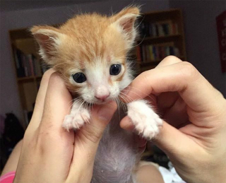 Illustration de l'article : Un chaton inerte dans la rue semble ne plus avoir la force de vivre (vidéo)