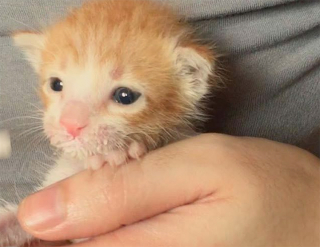Illustration de l'article : Un chaton inerte dans la rue semble ne plus avoir la force de vivre (vidéo)