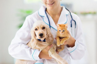 Illustration de l'article : 9 conseils aux propriétaires de chiens et chats pour faire des économies