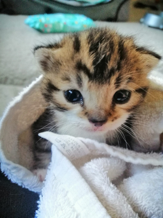 Illustration de l'article : Il abandonne un chaton et laisse un pack de bières en guise de remerciement, une association tente de découvrir son identité