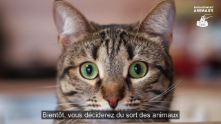 Illustration de l'article : 30 ONG demandent aux candidats des législatives de s’engager pour la protection animale
