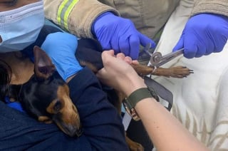 Illustration de l'article : Un chien se bloque la patte dans son harnais de sécurité en voiture ! Les pompiers obligés d'intervenir