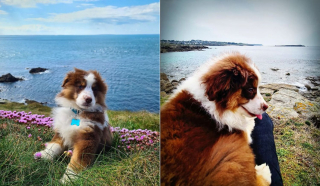 Illustration de l'article : Une femme meurtrie par la disparition de son chien reçoit le soutien du chanteur Julien Doré
