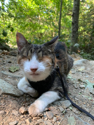 Illustration de l'article : L'histoire émouvante de cette chatte aveugle qui a parcouru le monde sur les épaules de son maître