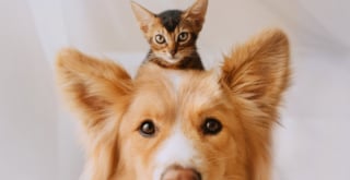 Illustration de l'article : 20 images attendrissantes d'amitiés entre chiens et chats