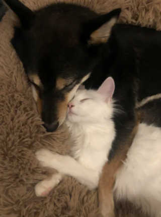 Illustration de l'article : 20 images attendrissantes d'amitiés entre chiens et chats