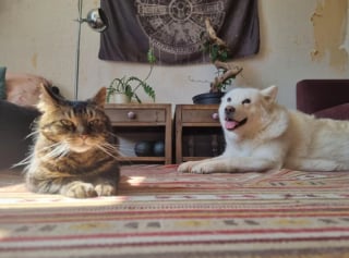 Illustration de l'article : 20 images attendrissantes d'amitiés entre chiens et chats
