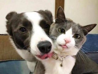 Illustration de l'article : 20 images attendrissantes d'amitiés entre chiens et chats