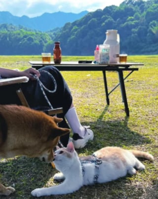 Illustration de l'article : 20 images attendrissantes d'amitiés entre chiens et chats