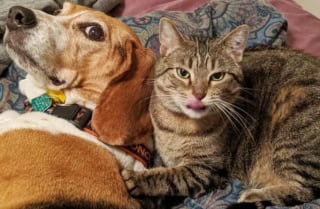 Illustration de l'article : 20 images attendrissantes d'amitiés entre chiens et chats