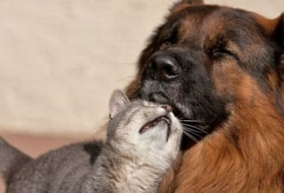 Illustration de l'article : 20 images attendrissantes d'amitiés entre chiens et chats