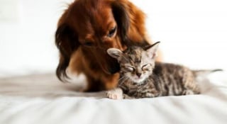 Illustration de l'article : 20 images attendrissantes d'amitiés entre chiens et chats