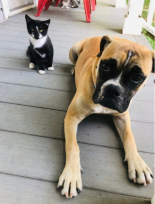 Illustration de l'article : 20 images attendrissantes d'amitiés entre chiens et chats