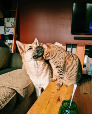 Illustration de l'article : 20 images attendrissantes d'amitiés entre chiens et chats