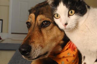 Illustration de l'article : 20 images attendrissantes d'amitiés entre chiens et chats