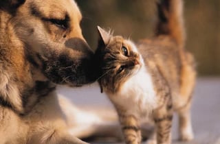 Illustration de l'article : 20 images attendrissantes d'amitiés entre chiens et chats