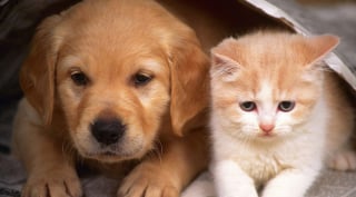 Illustration de l'article : 20 images attendrissantes d'amitiés entre chiens et chats