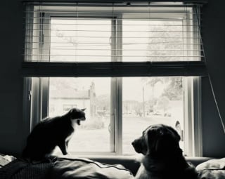 Illustration de l'article : 20 images attendrissantes d'amitiés entre chiens et chats