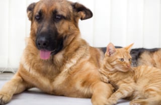Illustration de l'article : 20 images attendrissantes d'amitiés entre chiens et chats