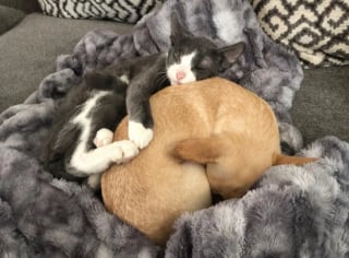 Illustration de l'article : 20 images attendrissantes d'amitiés entre chiens et chats
