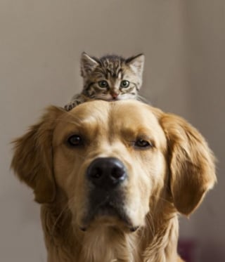 Illustration de l'article : 20 images attendrissantes d'amitiés entre chiens et chats