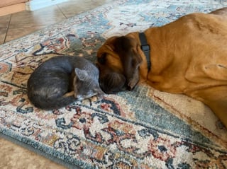 Illustration de l'article : 20 images attendrissantes d'amitiés entre chiens et chats