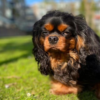 Illustration de l'article : 10 photos de chiens qui profitent du printemps