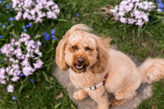 Illustration de l'article : 10 photos de chiens qui profitent du printemps