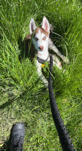 Illustration de l'article : 10 photos de chiens qui profitent du printemps