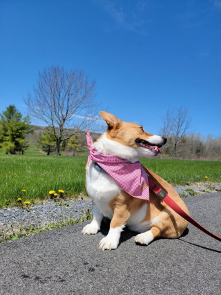 Illustration de l'article : 10 photos de chiens qui profitent du printemps