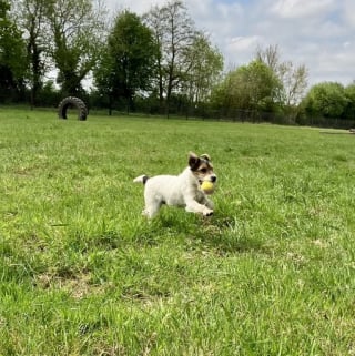 Illustration de l'article : 10 photos de chiens qui profitent du printemps