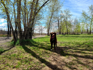 Illustration de l'article : 10 photos de chiens qui profitent du printemps